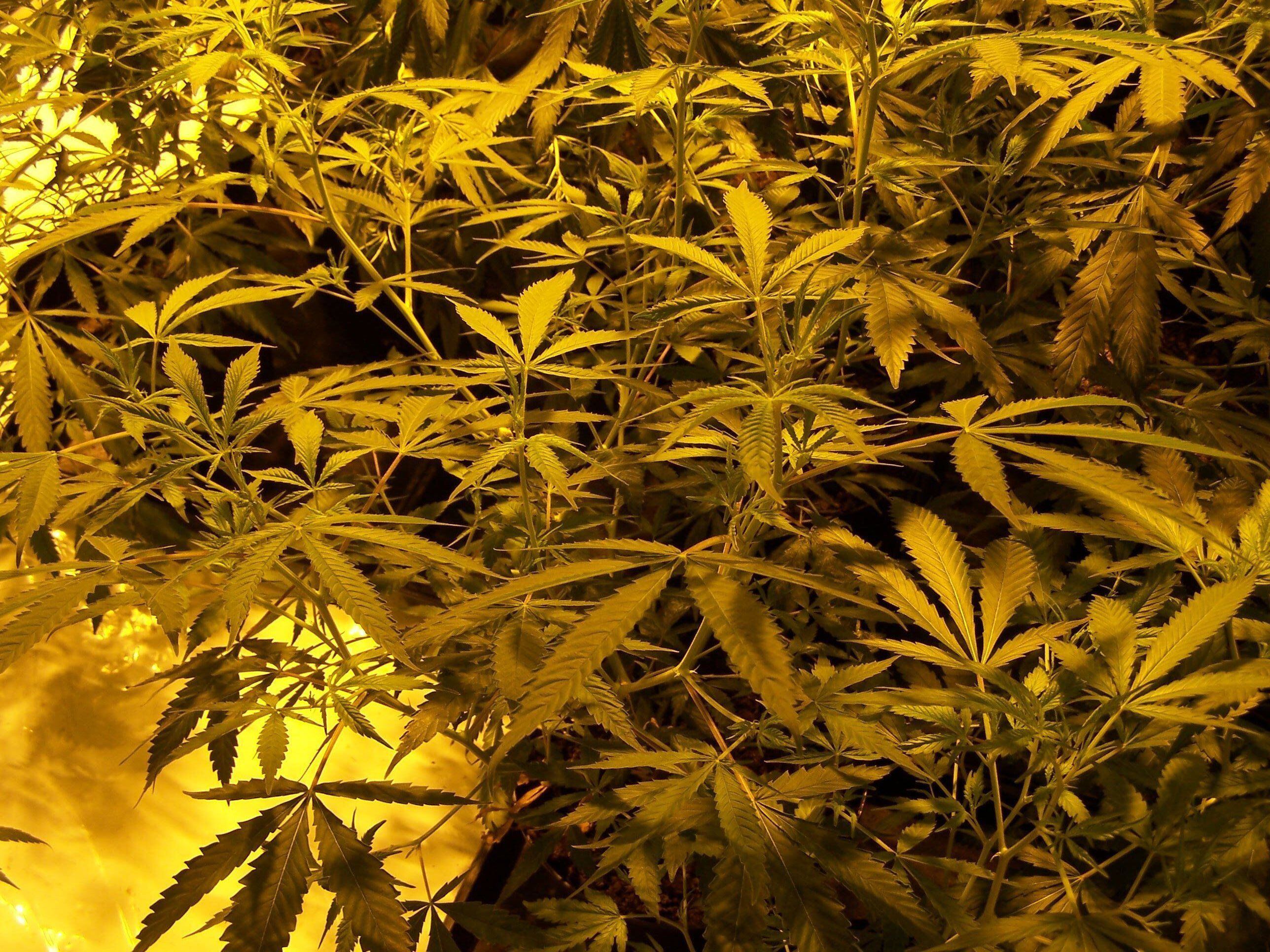 Man arrested after more than 500 cannabis plants found in South Staffordshire home