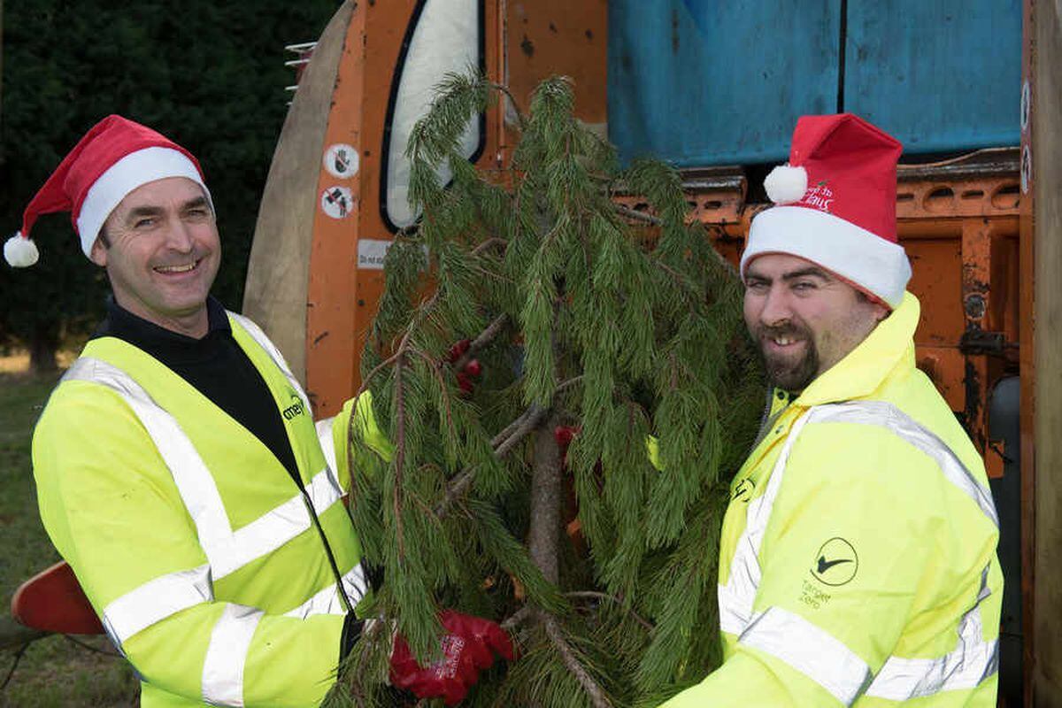 Wolverhampton council to collect unwanted Christmas trees for free