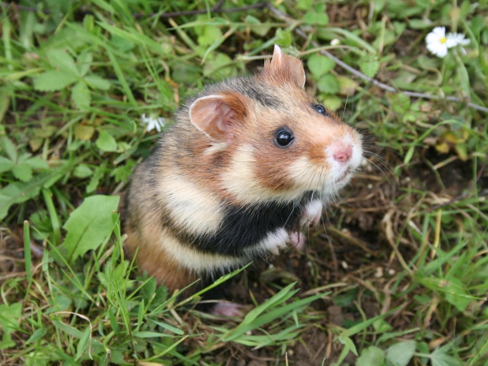 European hamster classed as critically endangered as ...