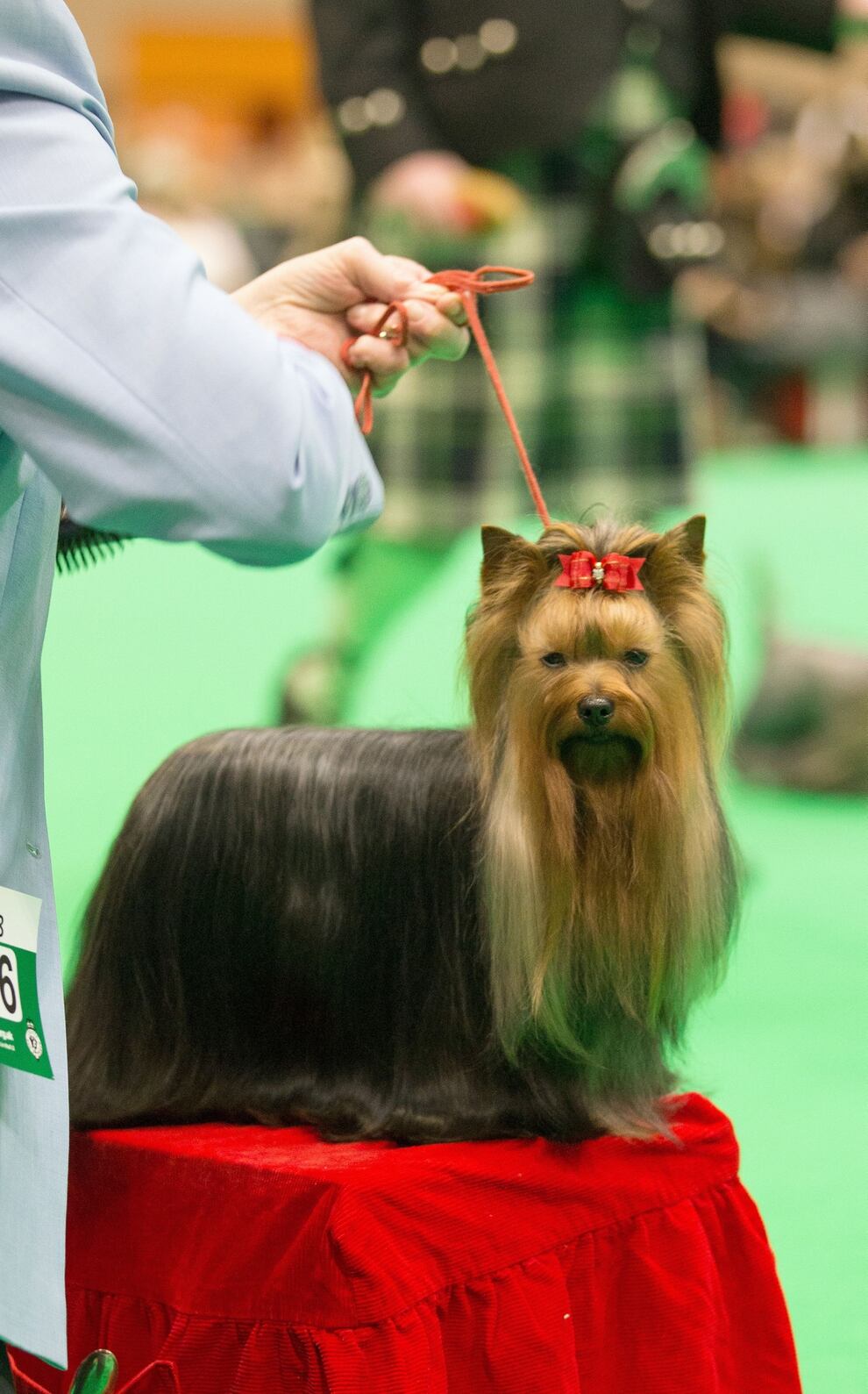 Crufts 2018 Highlights of day three at the Birmingham NEC event