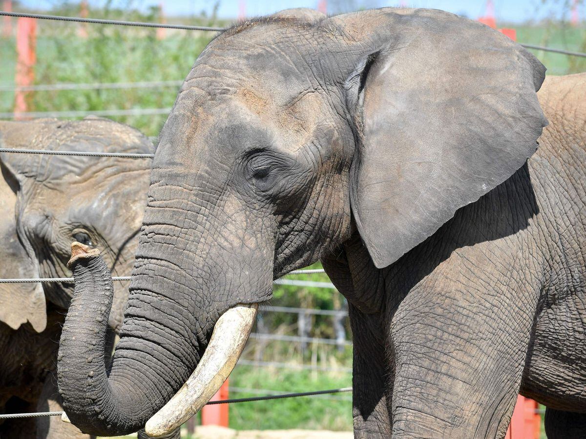 Hundreds Of Ivory Items Remain On Sale In UK Despite Near Total Ban   DZIILUKPQJG6ZKOVJ2VGVTCGZ4 