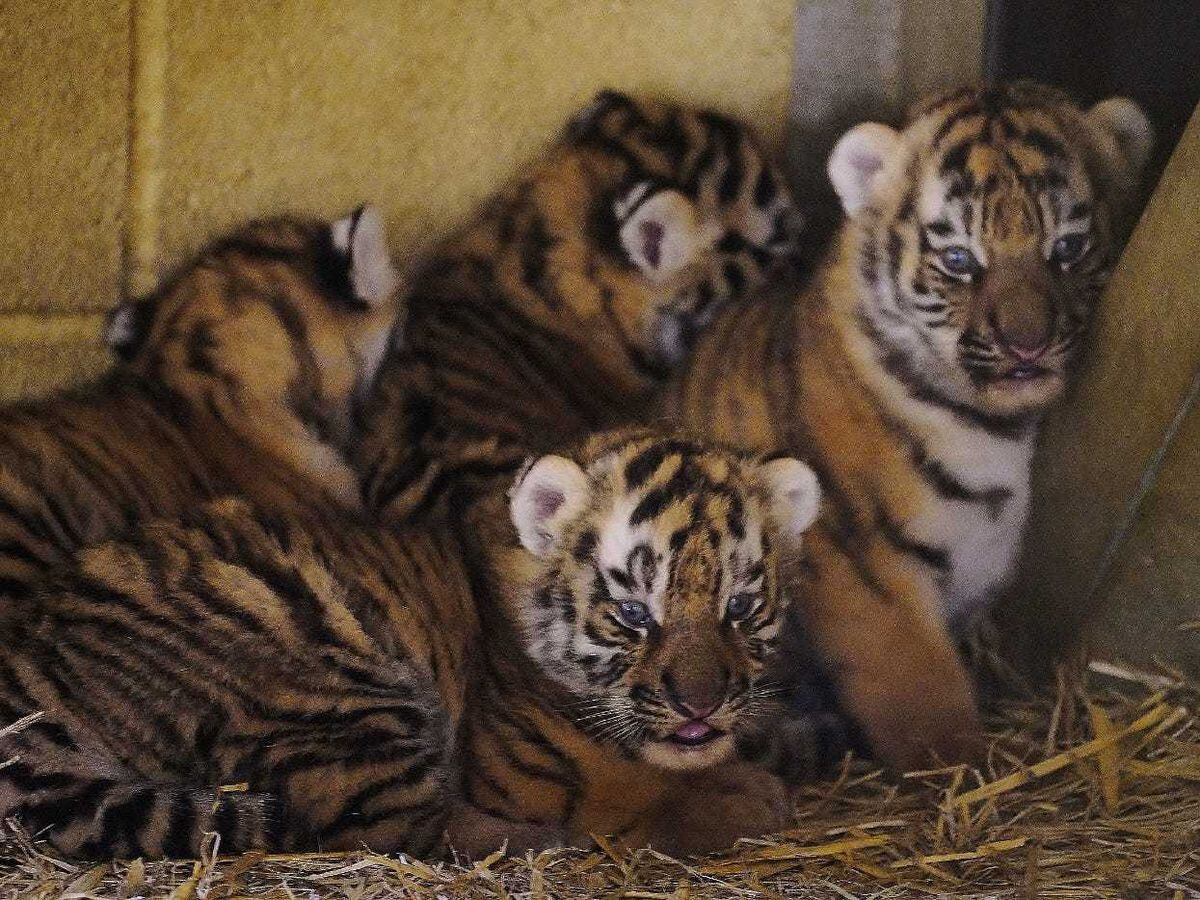 Four rare tiger cubs born at Longleat a month ago doing well, keepers say |  Express & Star