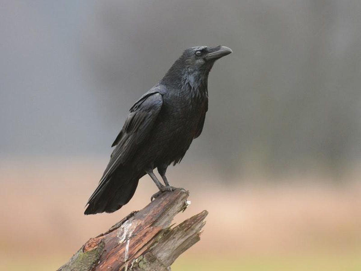 Raven at Toronto Zoo shows off intelligence as it plays with children’s ...