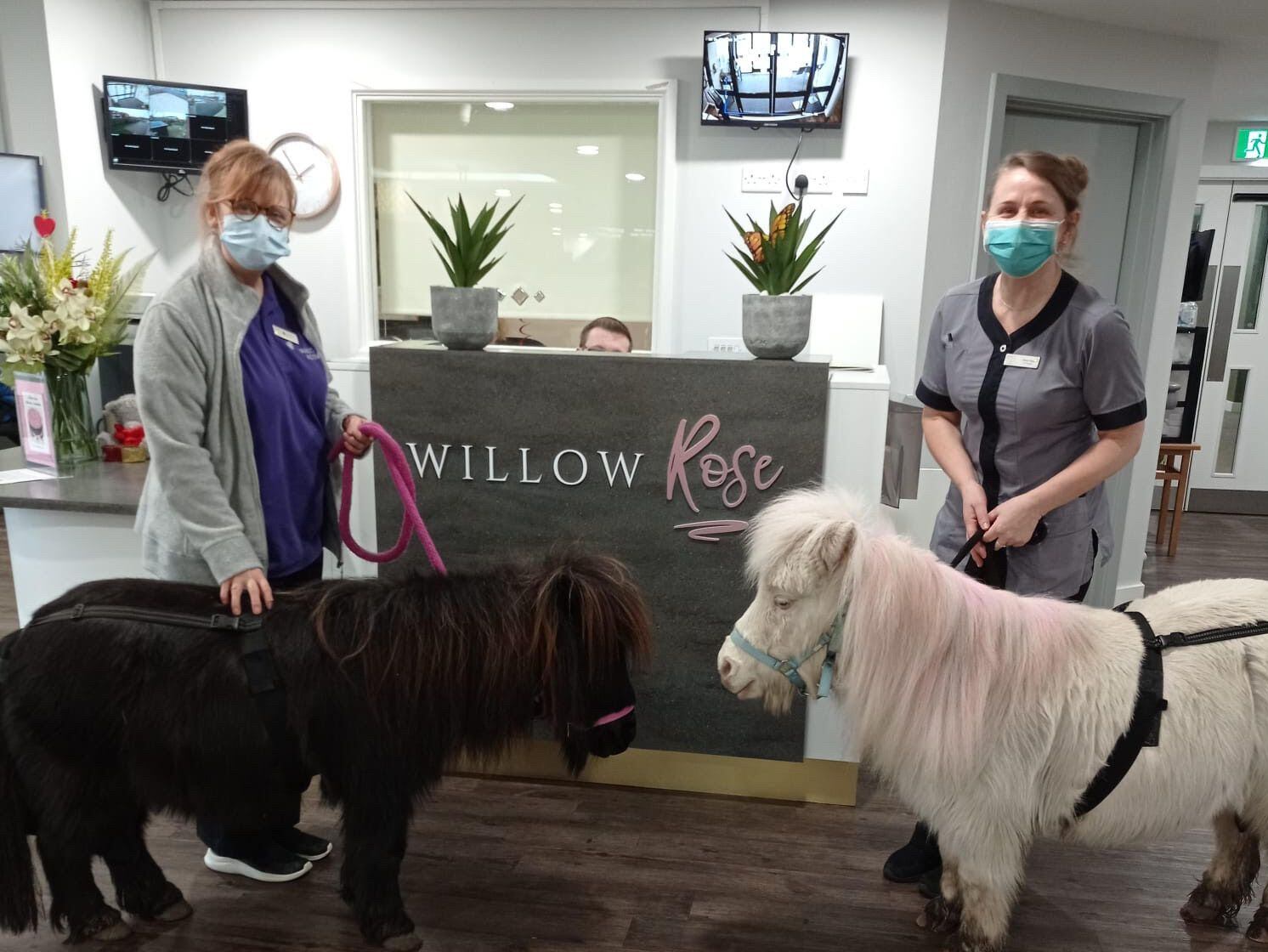 Care home residents visited by Shetland ponies 