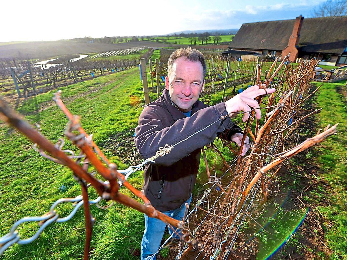 What it's like to run a vineyard: Halfpenny Green Wine Estate | Express ...