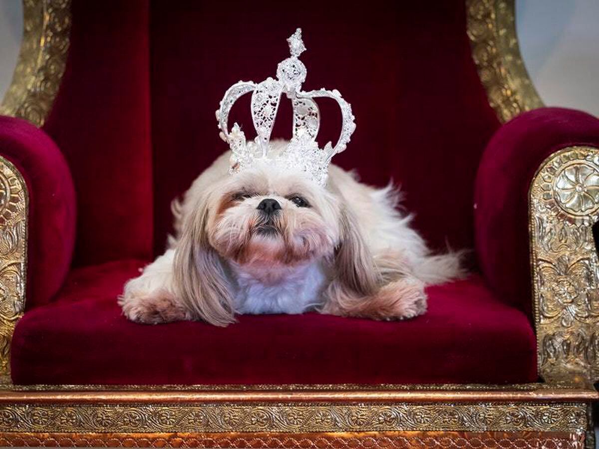 Fairy wings and tiaras order of the day at Furbabies dog pageant ...