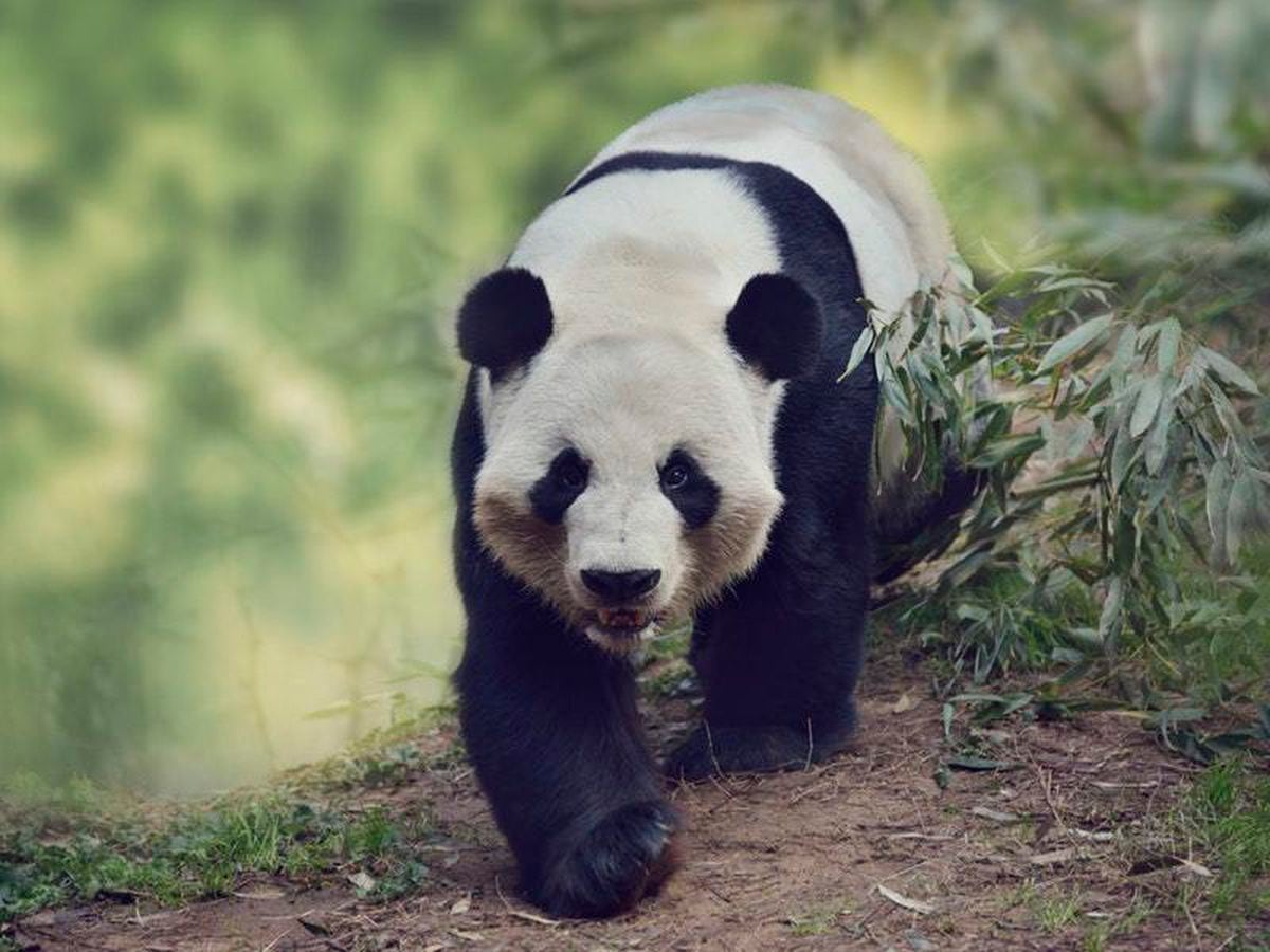 Livestock is damaging giant panda habitat in China on a massive scale