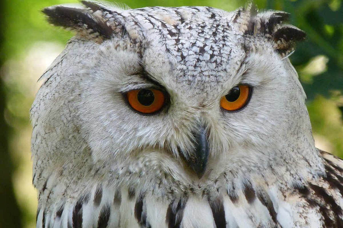 Owl meet and greet at Cannock pet store for Halloween | Express & Star