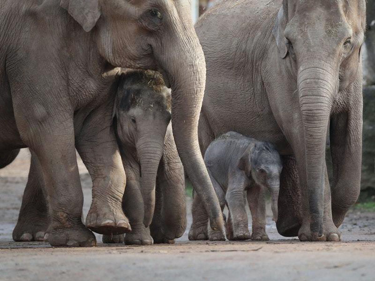 Warning of risk to Asian elephants amid Chinese demand for skin