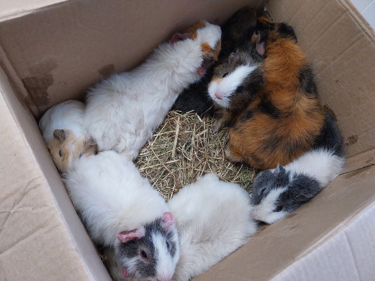 Rspca best sale guinea pigs