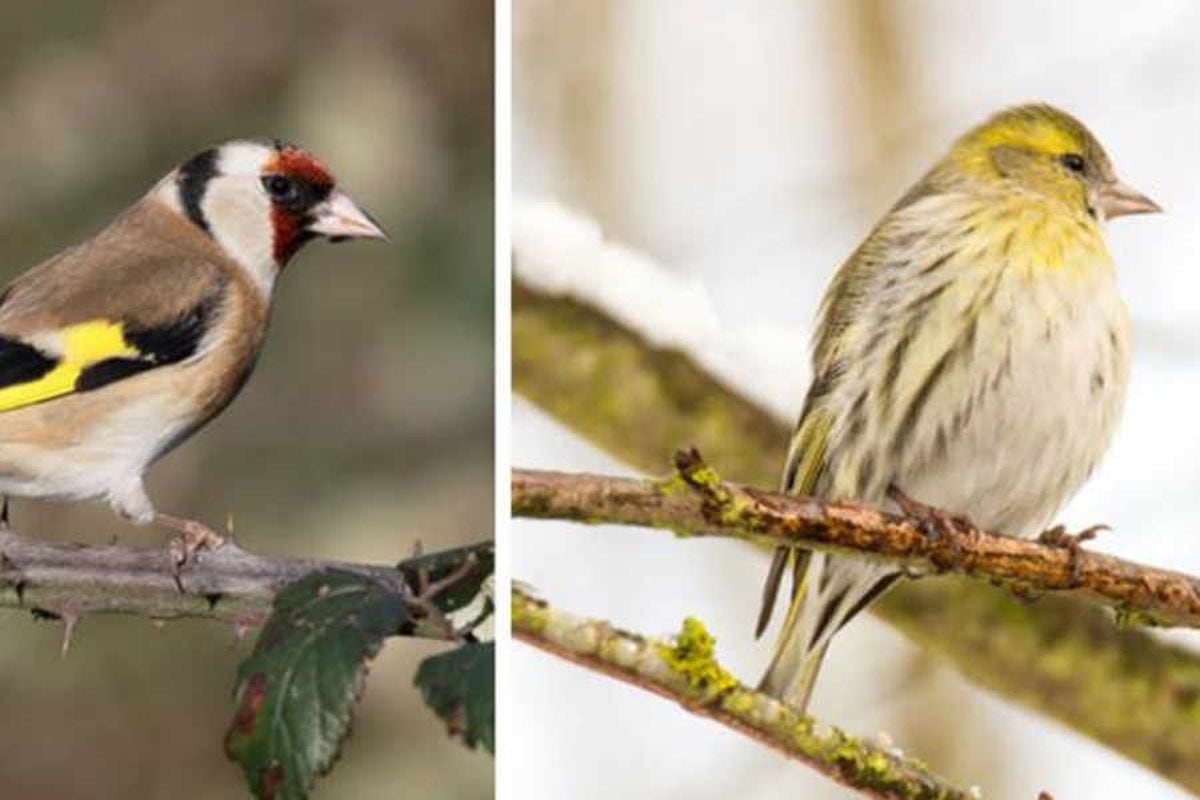 89 precious birds stolen from disabled man's back garden by thieves who ...