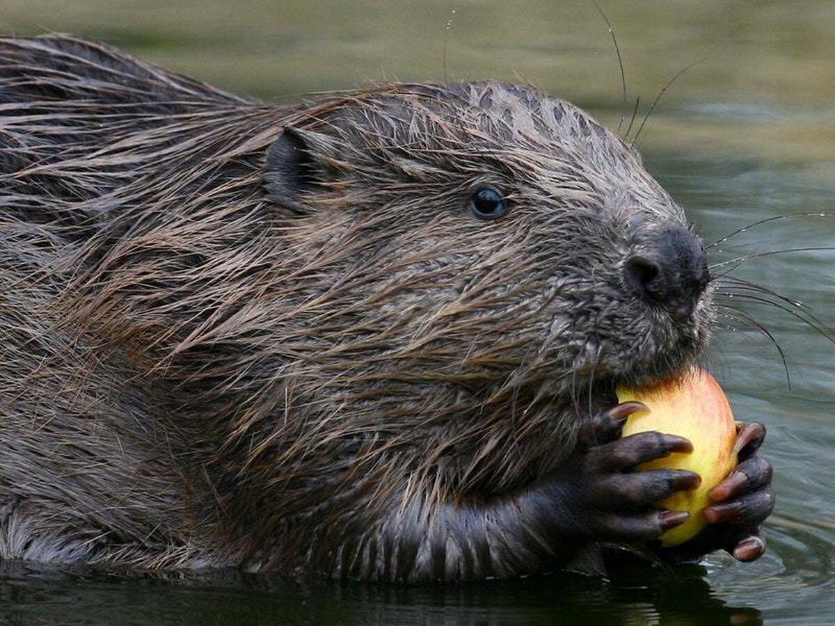 Beavers to become protected species under new legislation | Express & Star