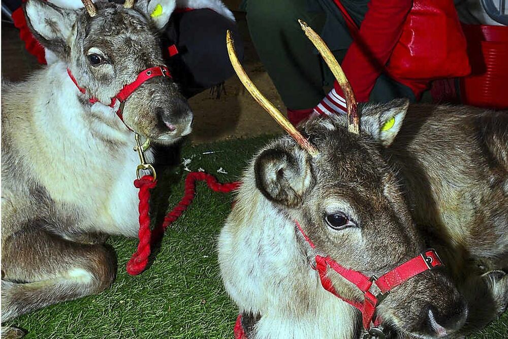 Reindeer visit Sandwell farm for first time | Express & Star