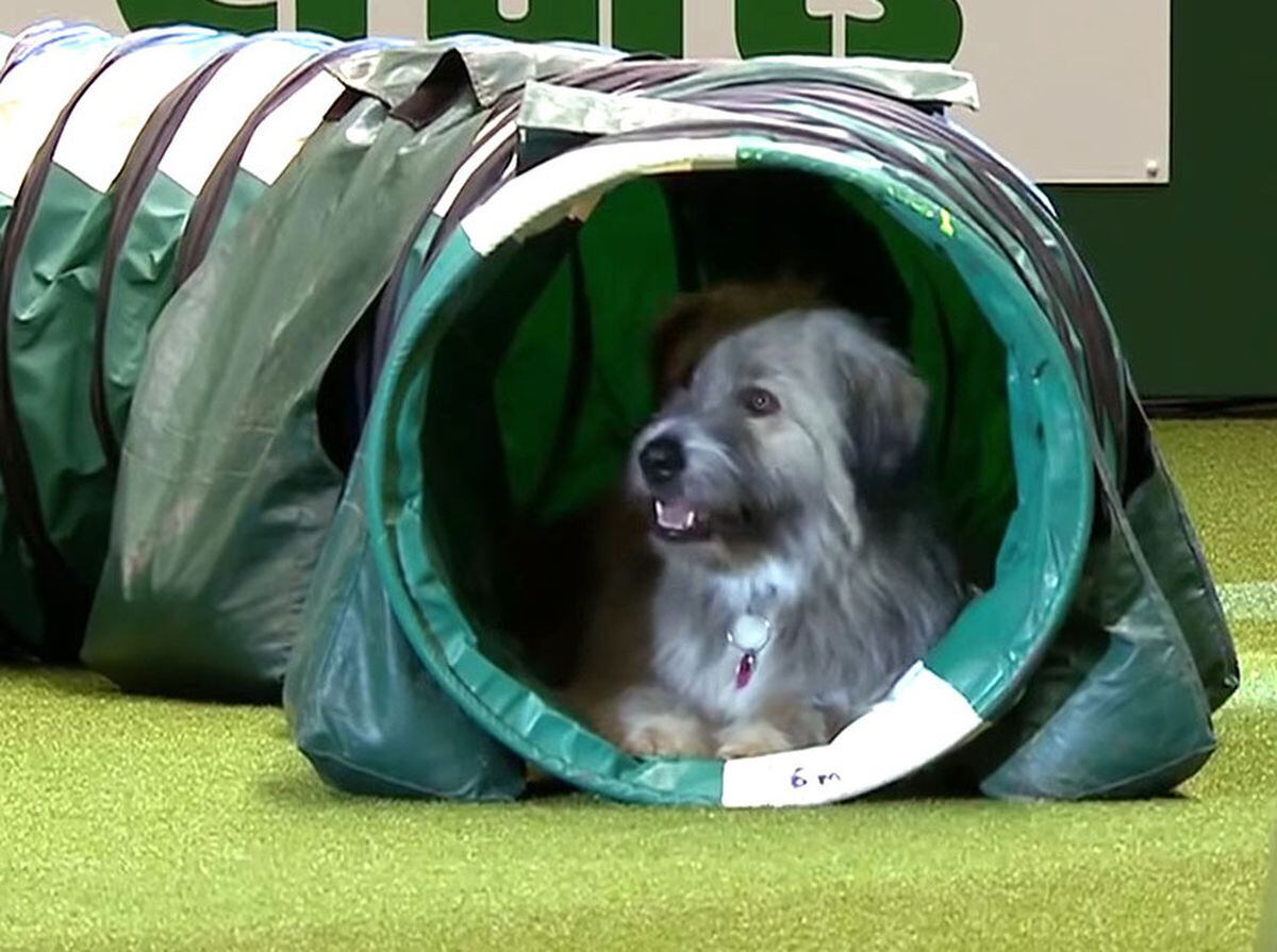 Crufts rescue 2024 dog agility