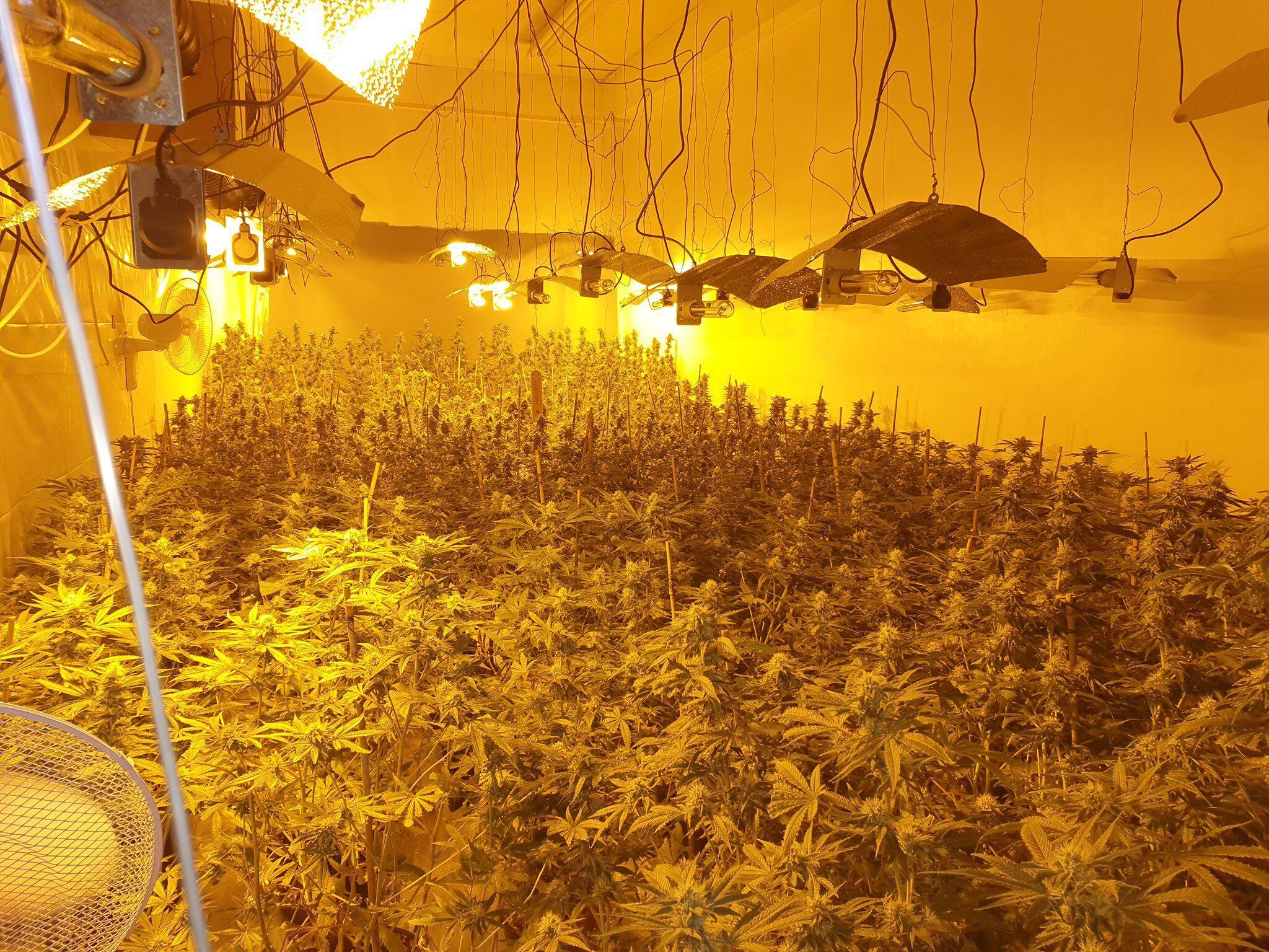More than 300 cannabis plants found in Dudley property after police tip off