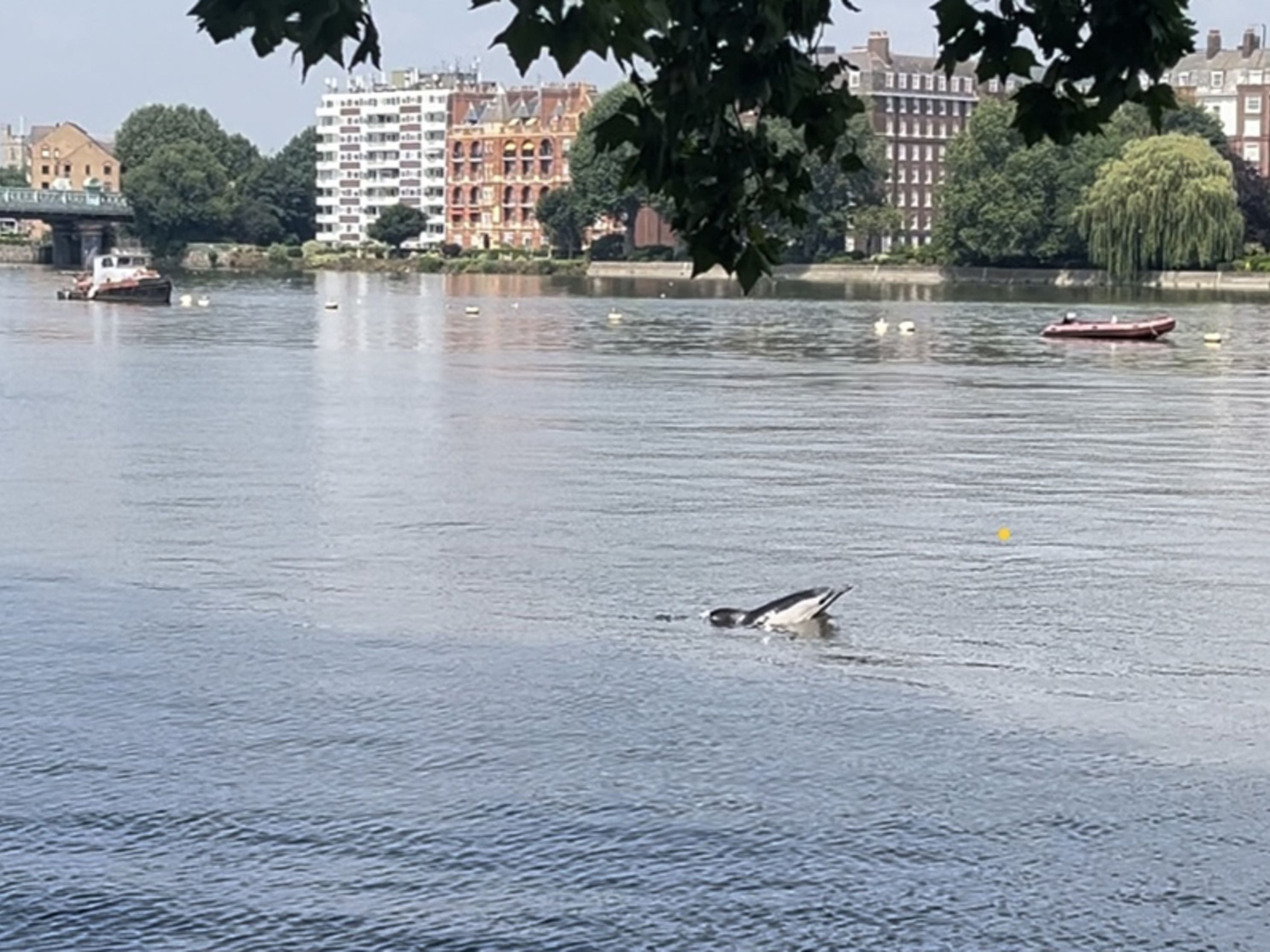 Two dolphins ‘found dead on banks of River Thames in London’