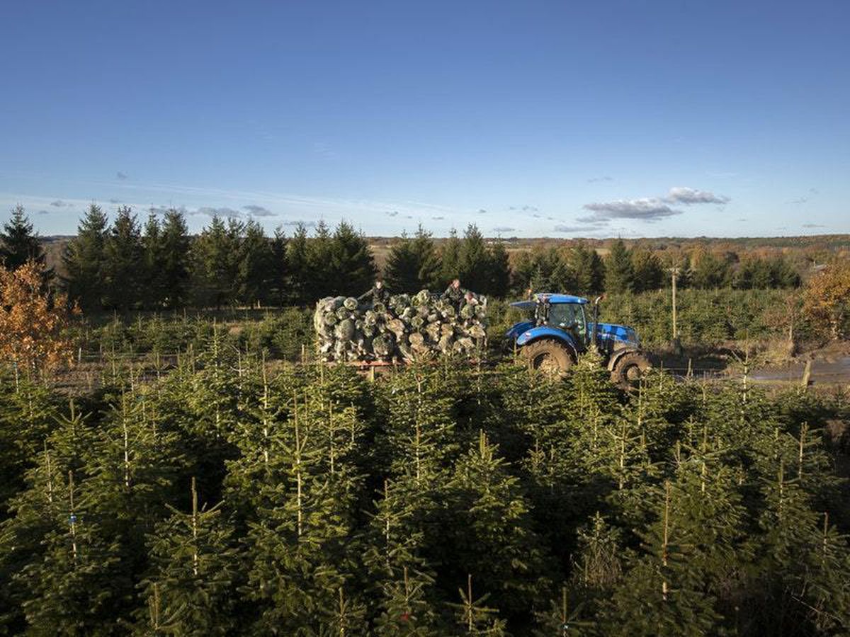 In Video Christmas tree harvest begins at Yorkshire plantation