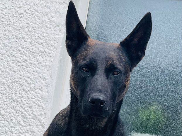 Staffordshire Police dog with scary stare becomes online star after chasing down suspect
