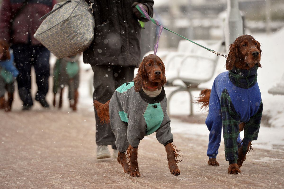 best-in-snow-world-s-most-famous-dog-show-crufts-gets-under-way