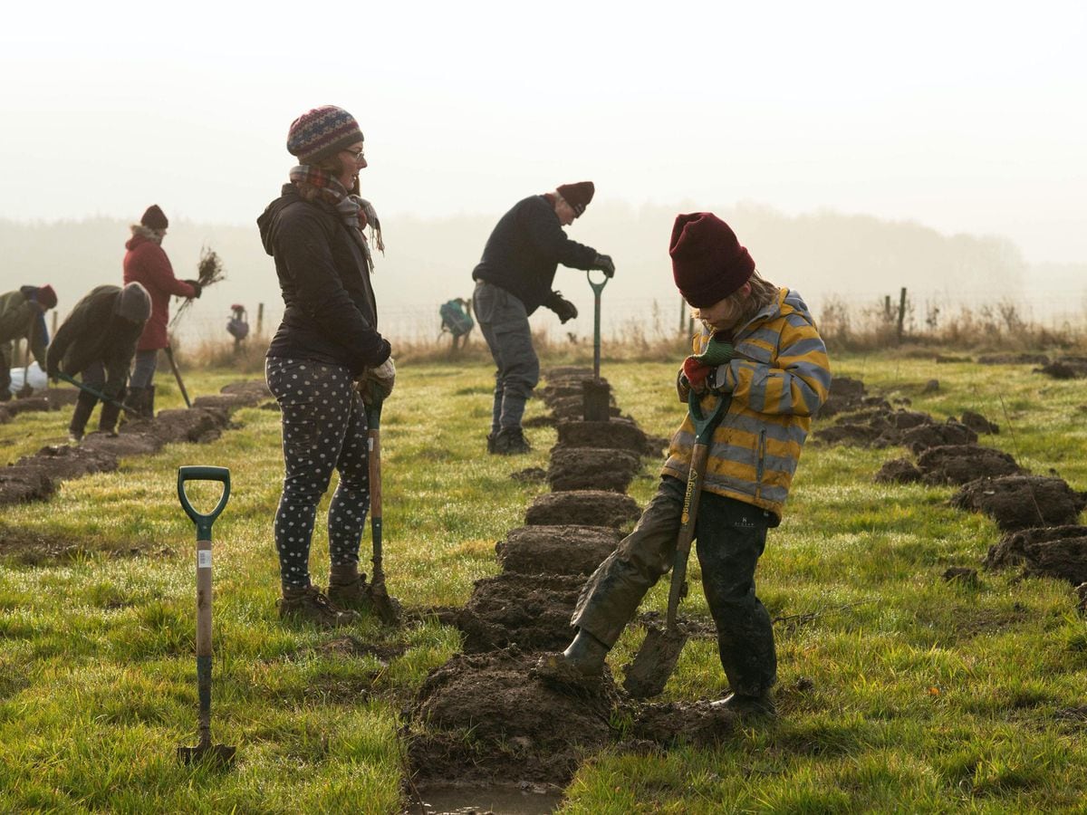 Woodland Trust plans to plant 50 million trees by 2025 to fight climate