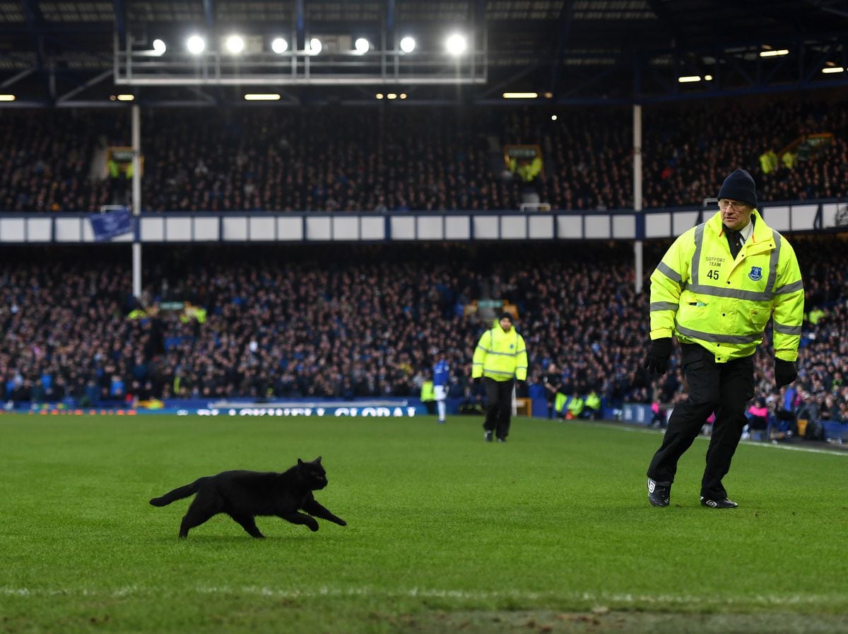 Purr fect pitch invasion from black cat during Wolves win