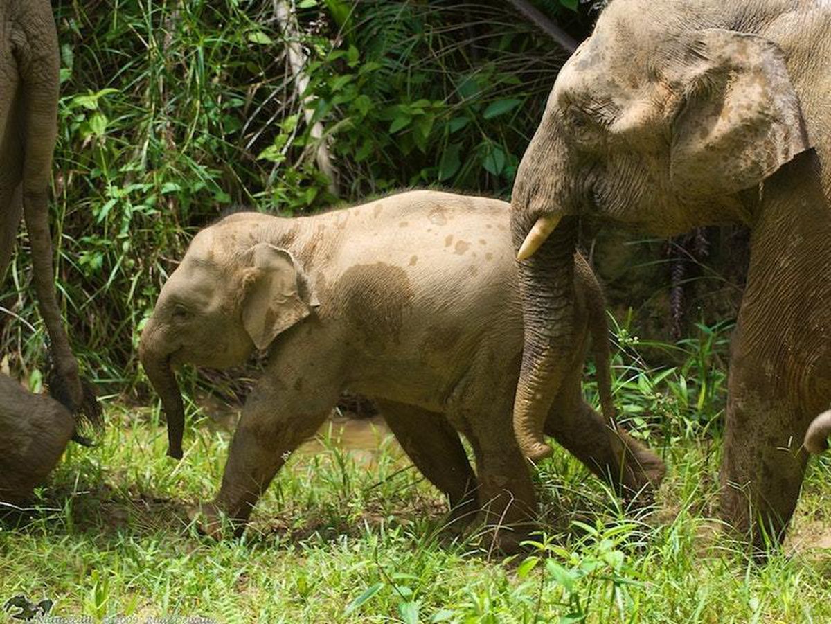 How did elephants get to Borneo? Scientists compare theories | Express ...