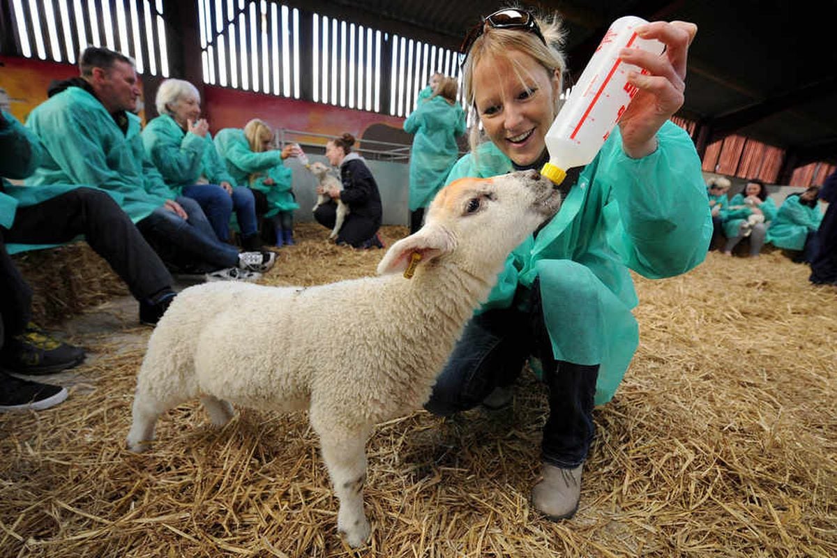 Watch Meet The Spring Lambs At Rodbaston Animal Zone Express And Star