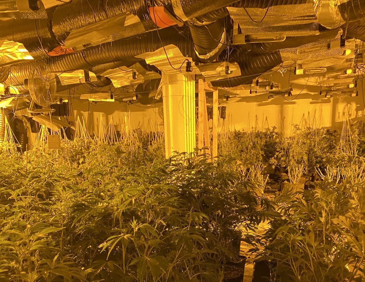 Cannabis farm found in Dudley high street | Express & Star