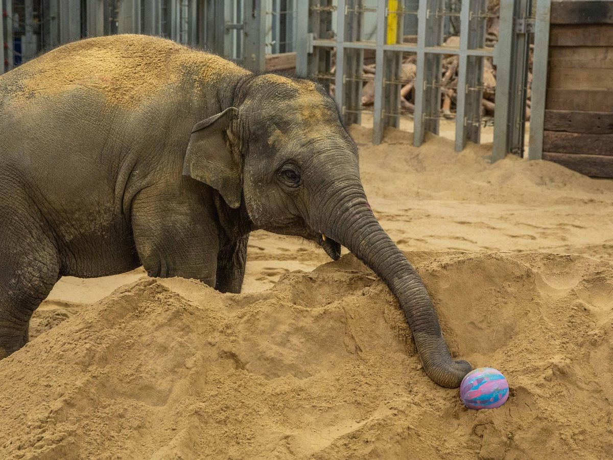 Elephant given Easter treat with special egg hunt | Express & Star