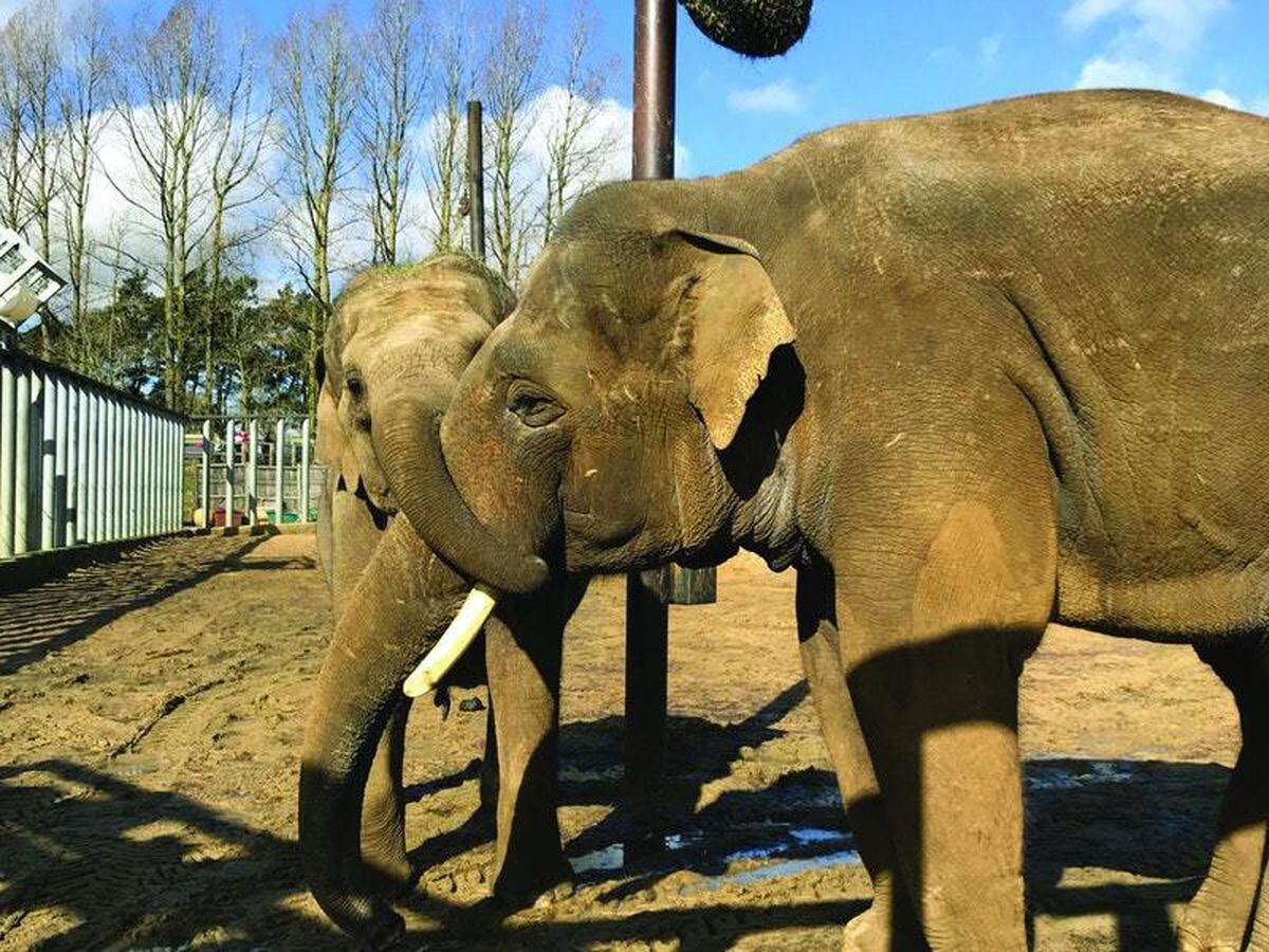 Zoo’s elephant pregnancy hopes as new Asian male ‘smitten’ with female