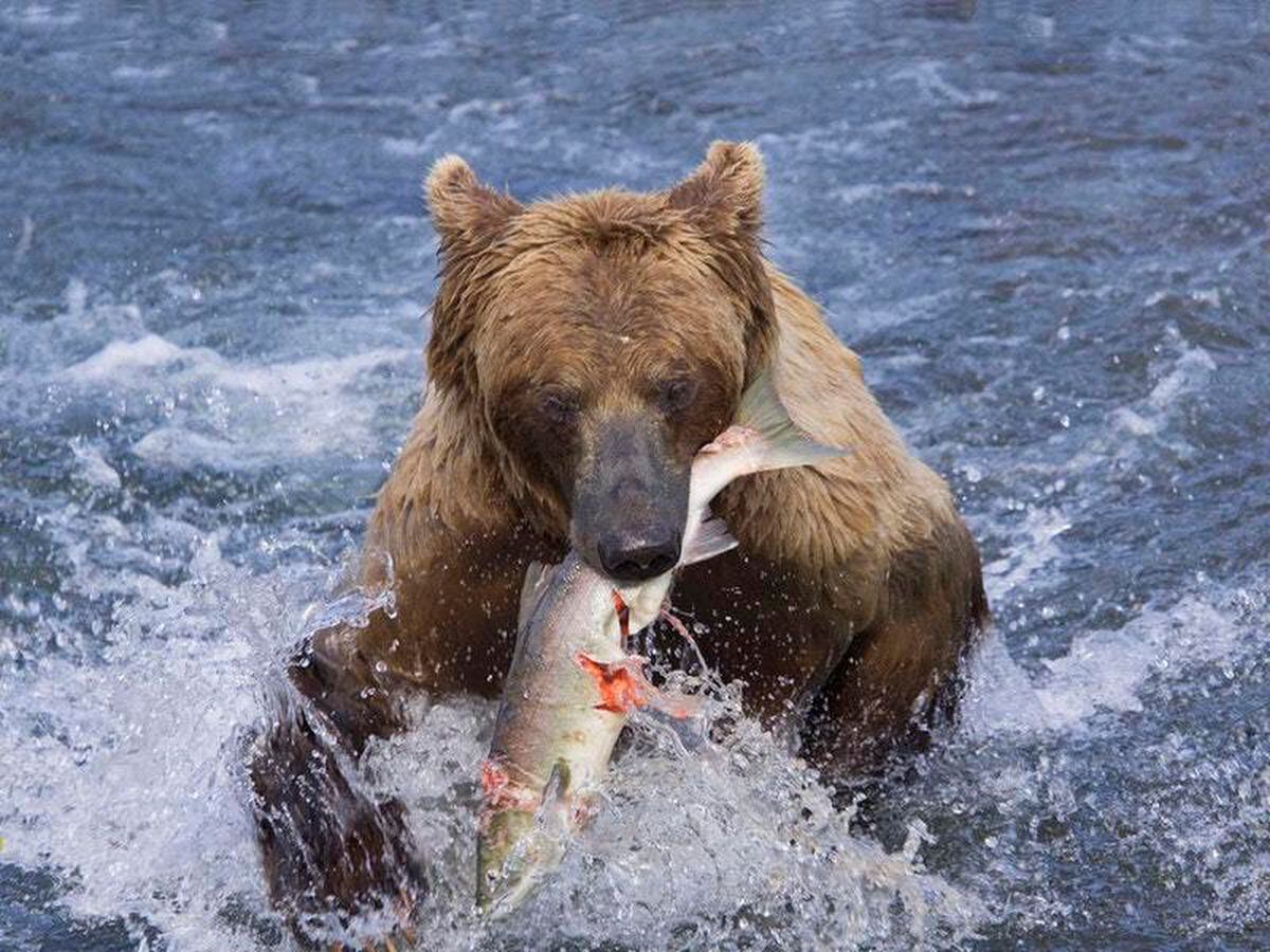 Woman and baby killed by grizzly bear in Canada | Express & Star