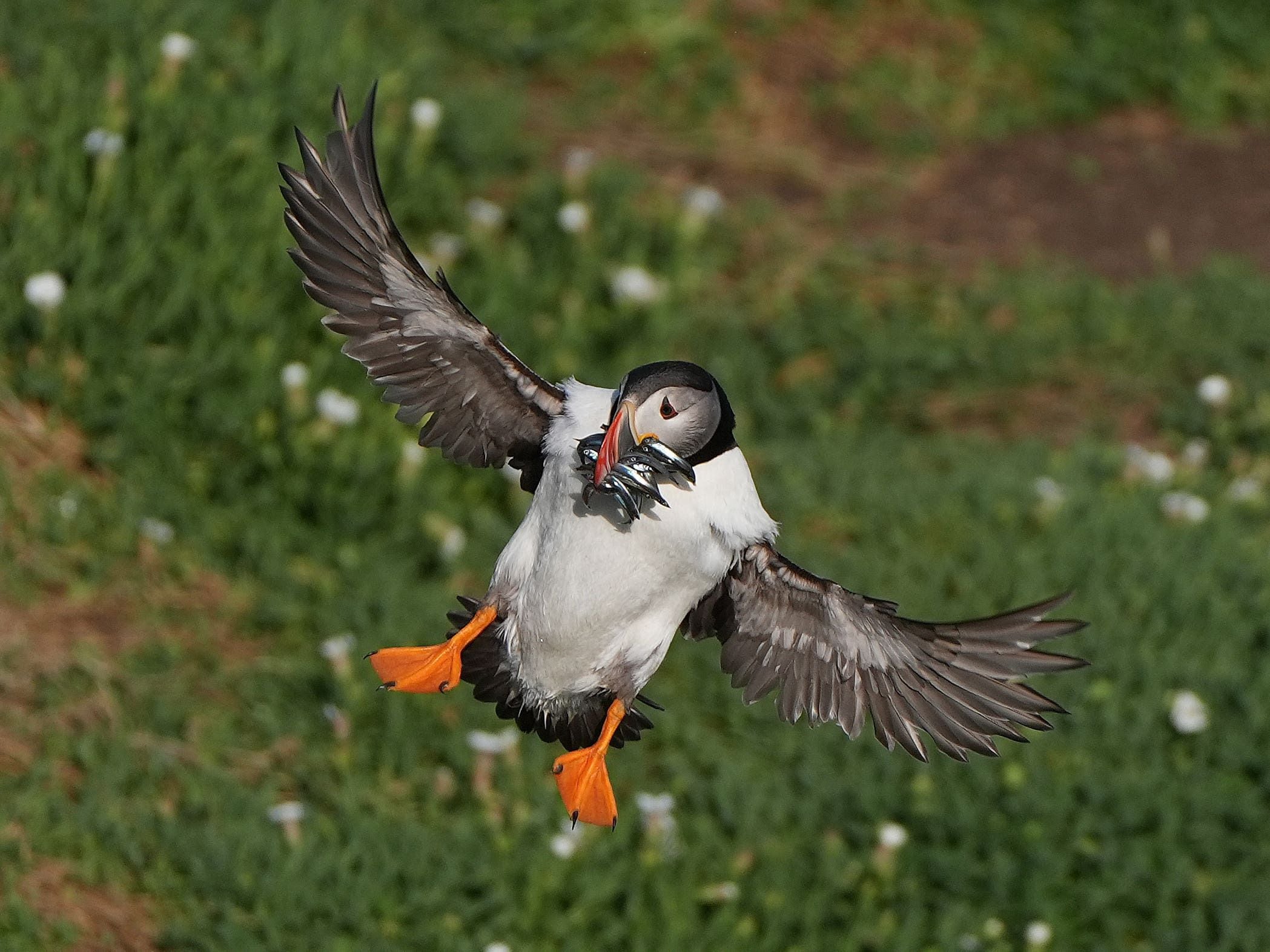 Protection area could mean brighter future for puffins on Saltee Islands