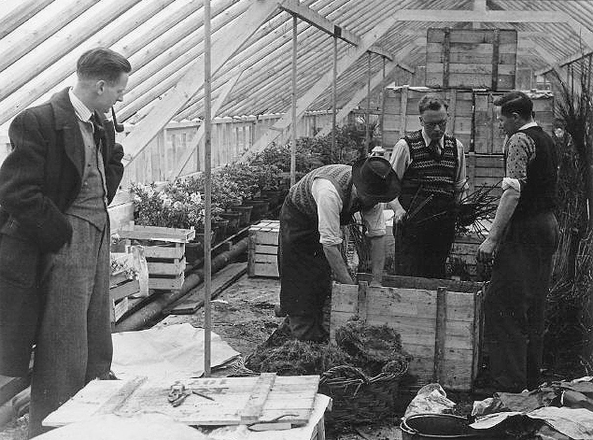 How pioneering gardener Percy Thrower helped shape Shrewsbury | Express ...