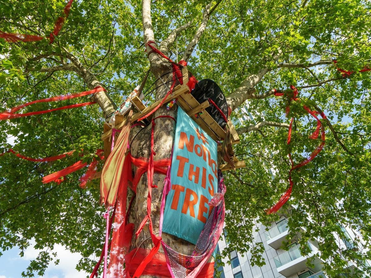 London Plane Set For Felling Wins England S Tree Of The Year Award   M5WOXEDGF5DMVPMNKPC4ZE3A3Q 