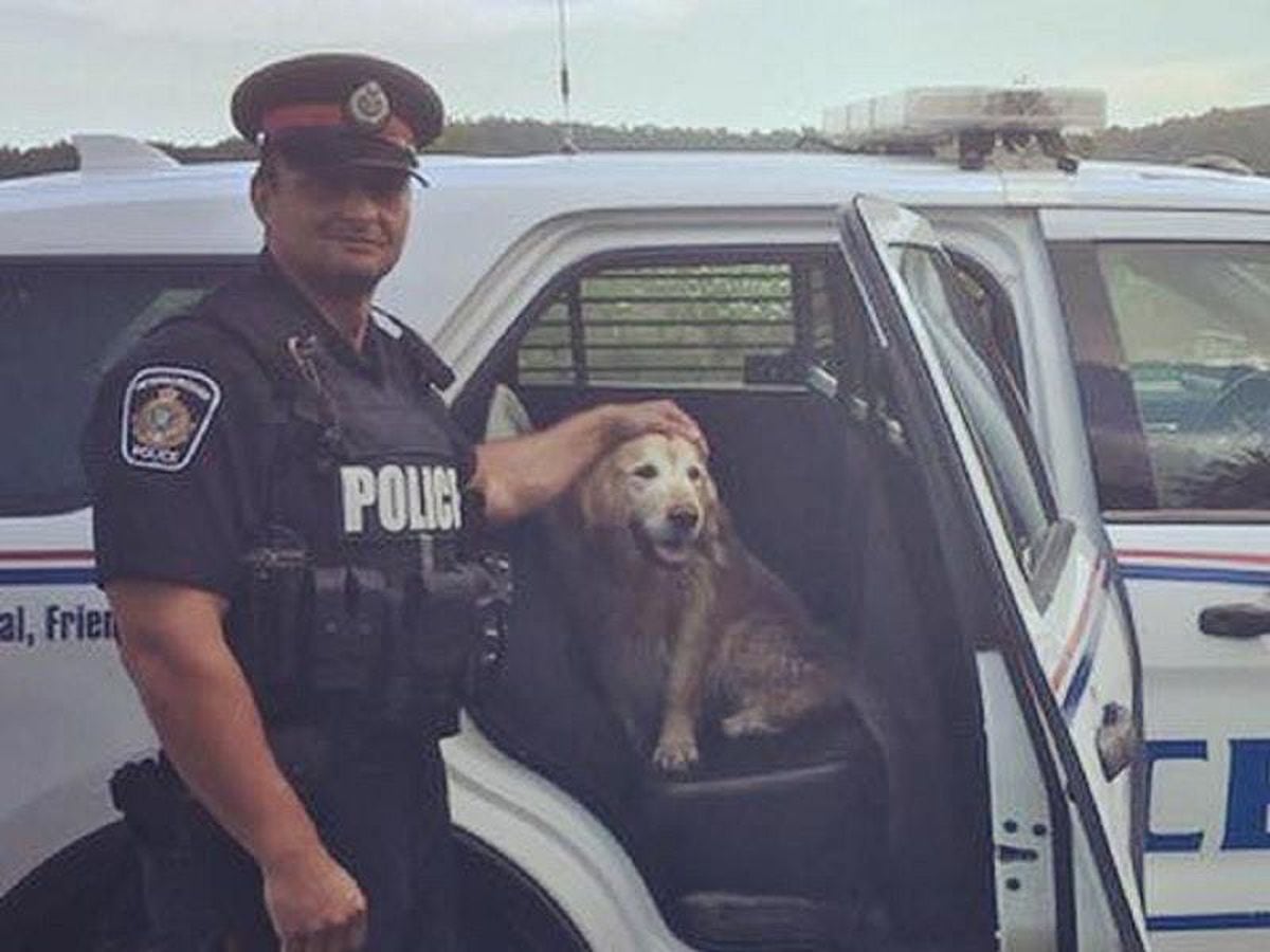 police car ride in