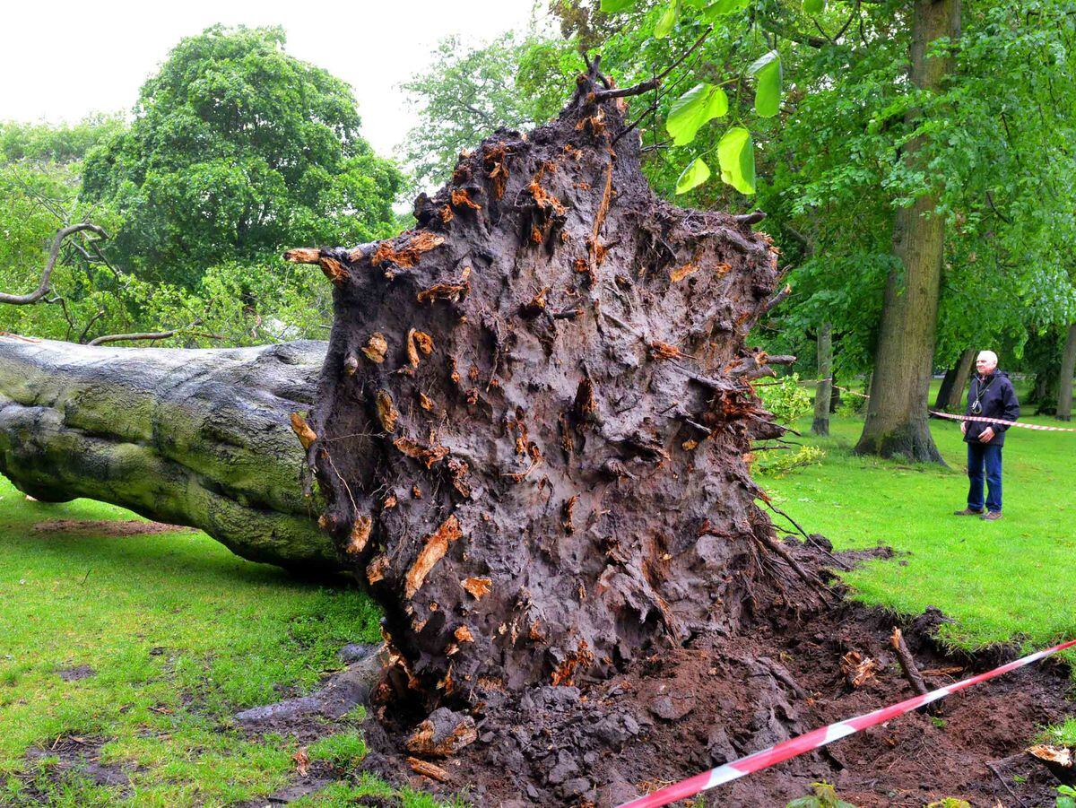 tree-uprooted-in-mary-stevens-park-as-wet-weather-continues-express