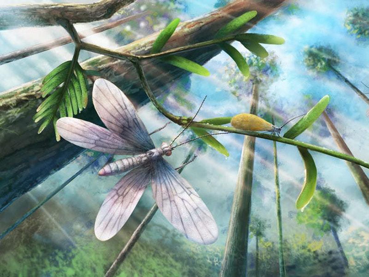 Golden-winged insects predated butterflies by 200 million years, study ...