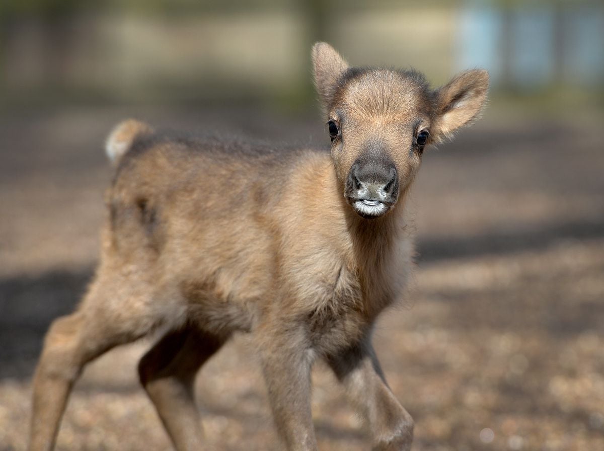 Baby Reindeer