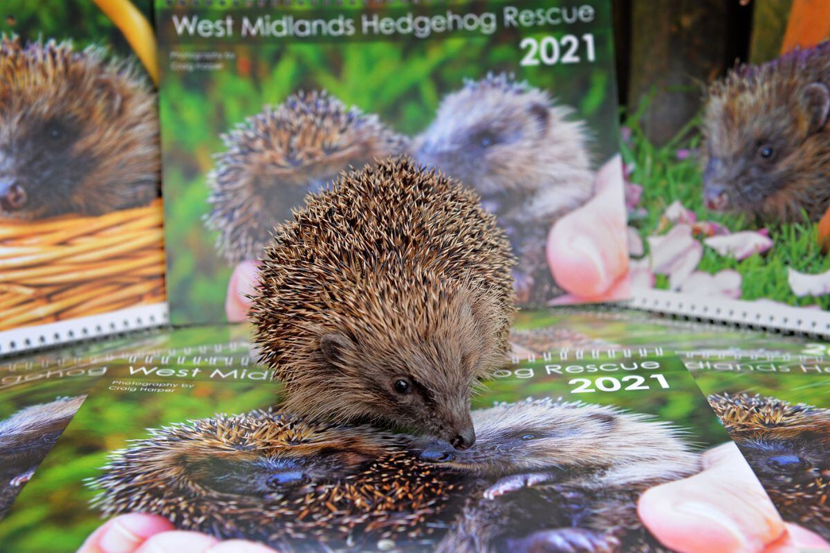 'Buy a hedgehog calendar to help rescue them in wild' Express & Star