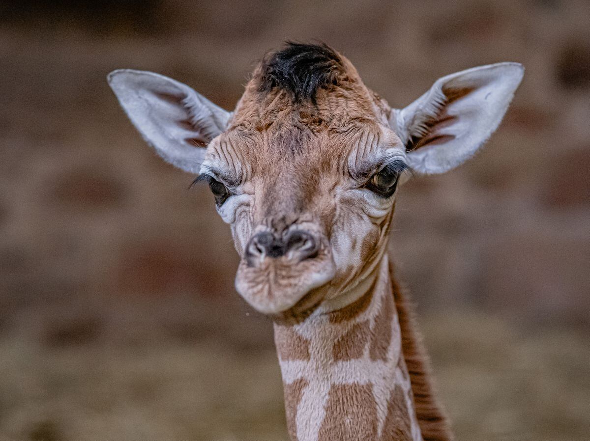 Watch As Cameras Capture The Rare Moment Baby Giraffe Is Born At ...