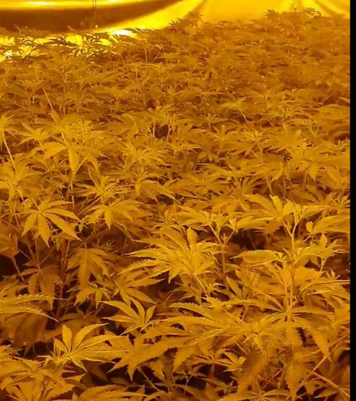 Major Cannabis Farm Found In Former Bank On Black Country High Street ...