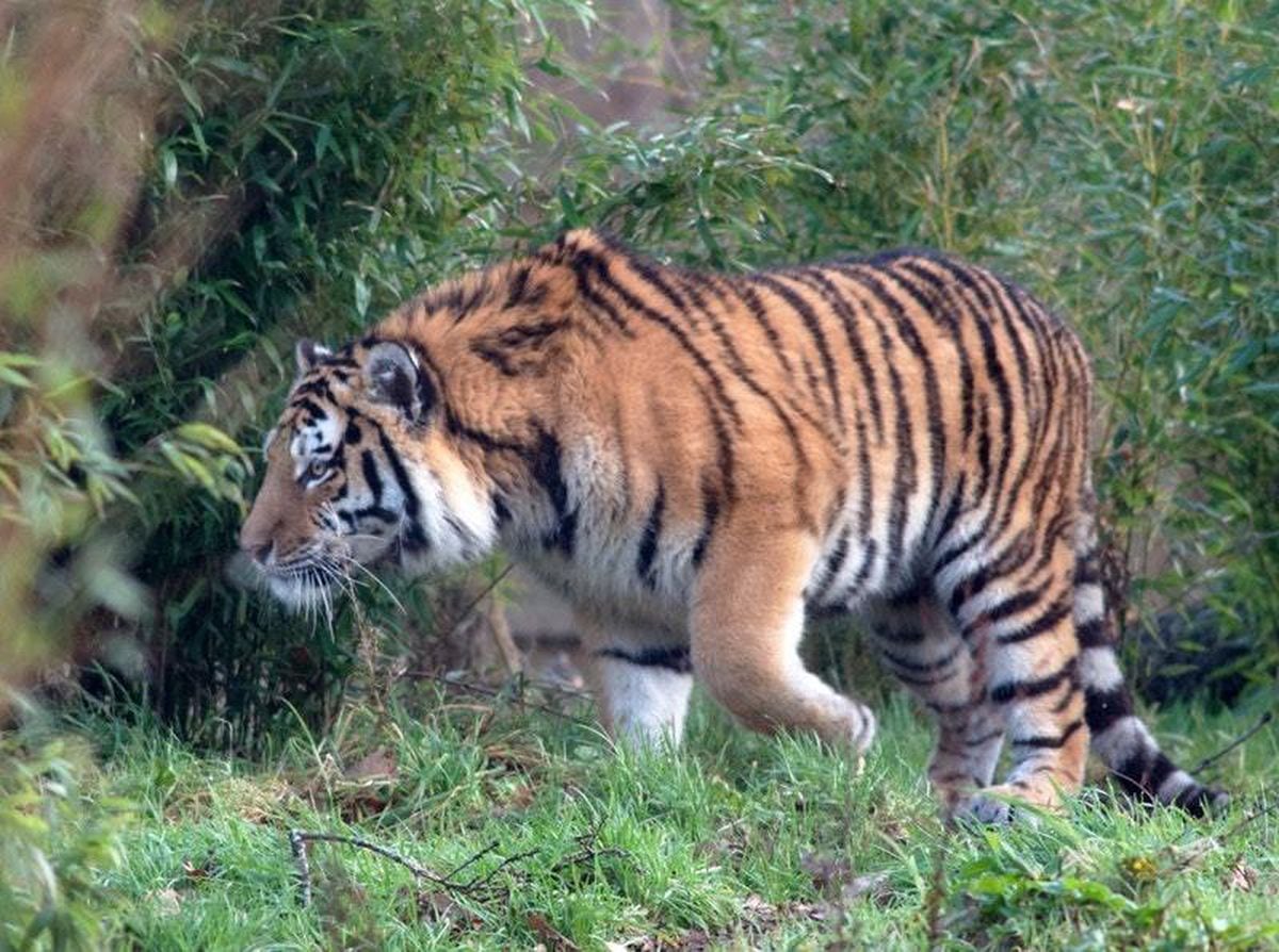 Rare Amur tiger arrives at safari park after transfer from Germany ...