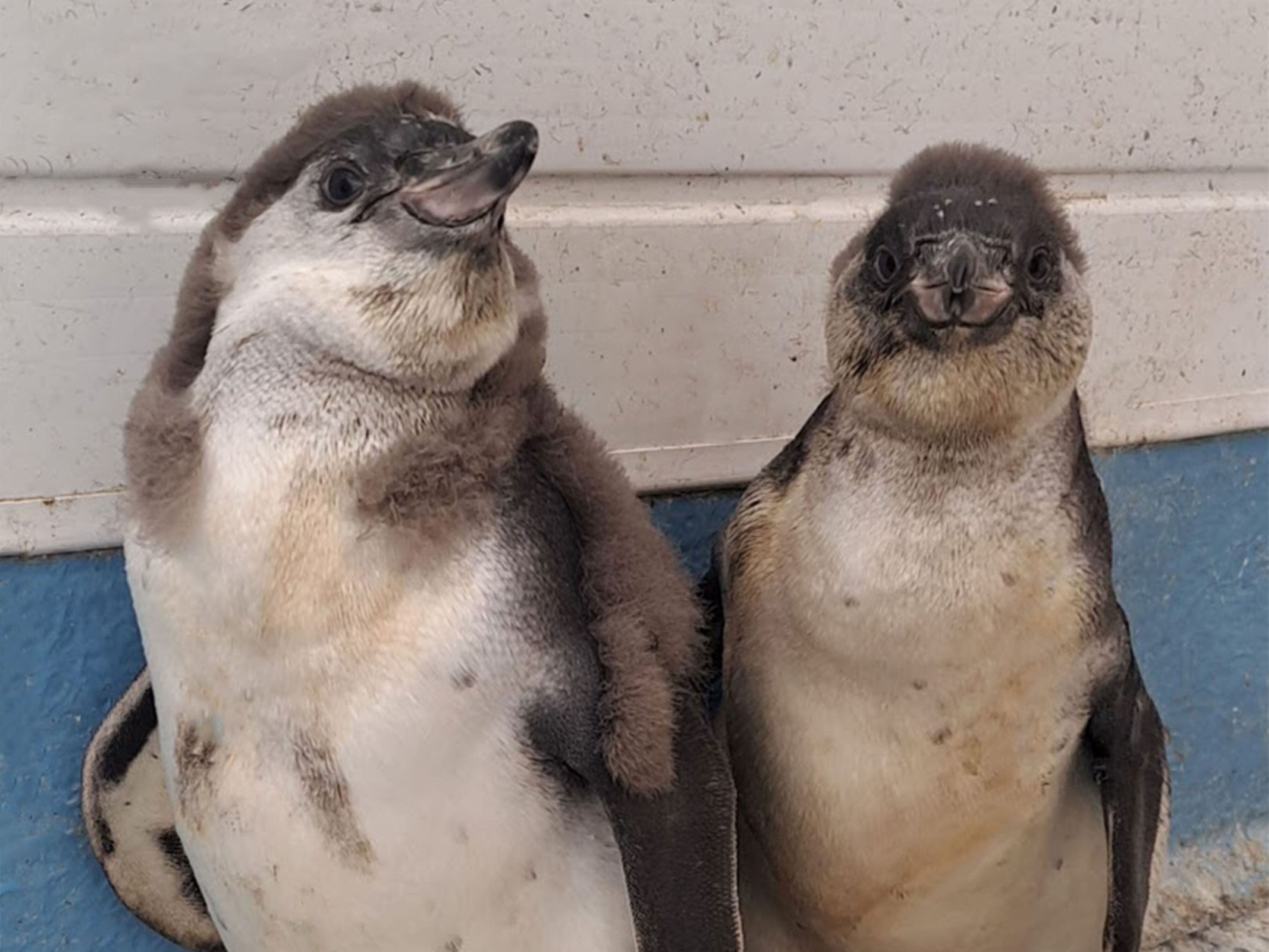Keepers at Dudley Zoo need help naming adorable penguin chicks