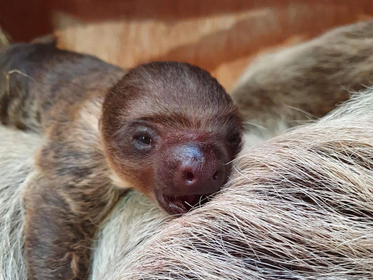 Baby sloth takes keepers by surprise at zoo | Express & Star