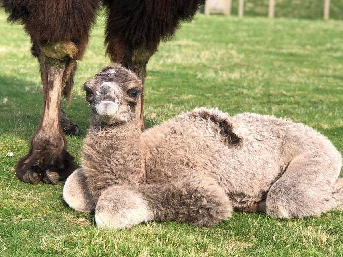 baby-camels-must-wait-to-meet-visitors-after-being-born-in-lockdown