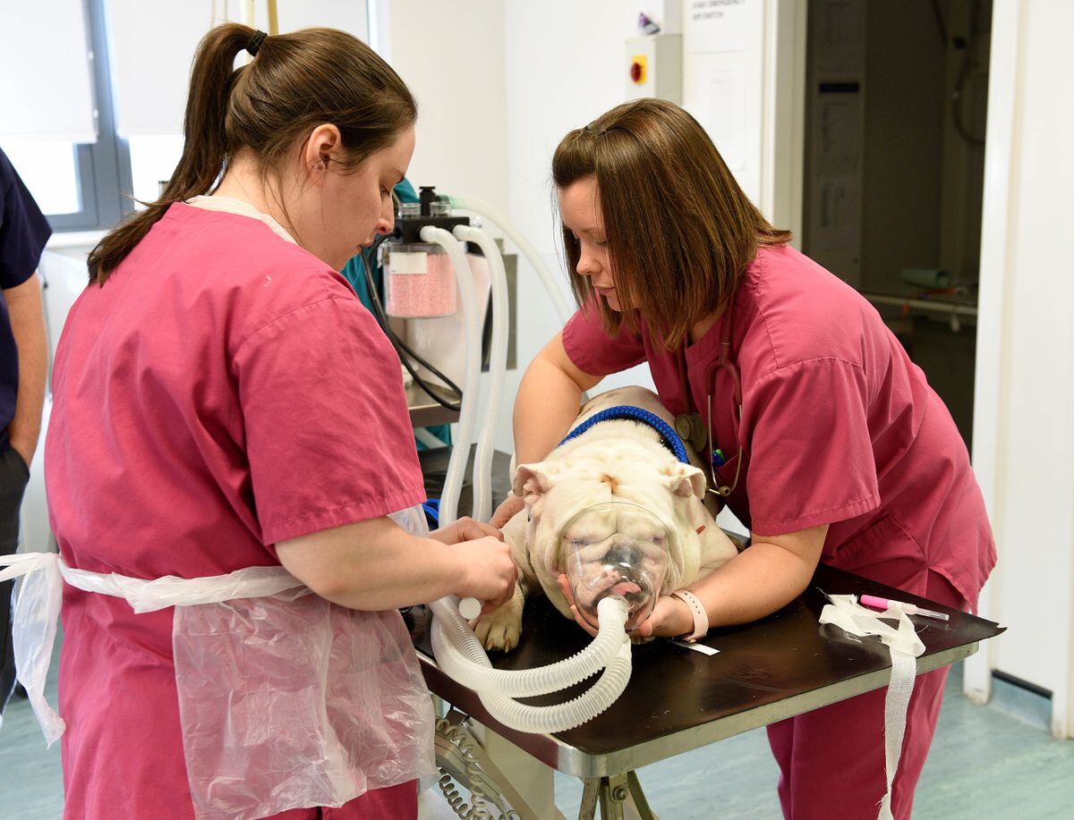 Pet Patients: Behind The Scenes At The PDSA | Express & Star