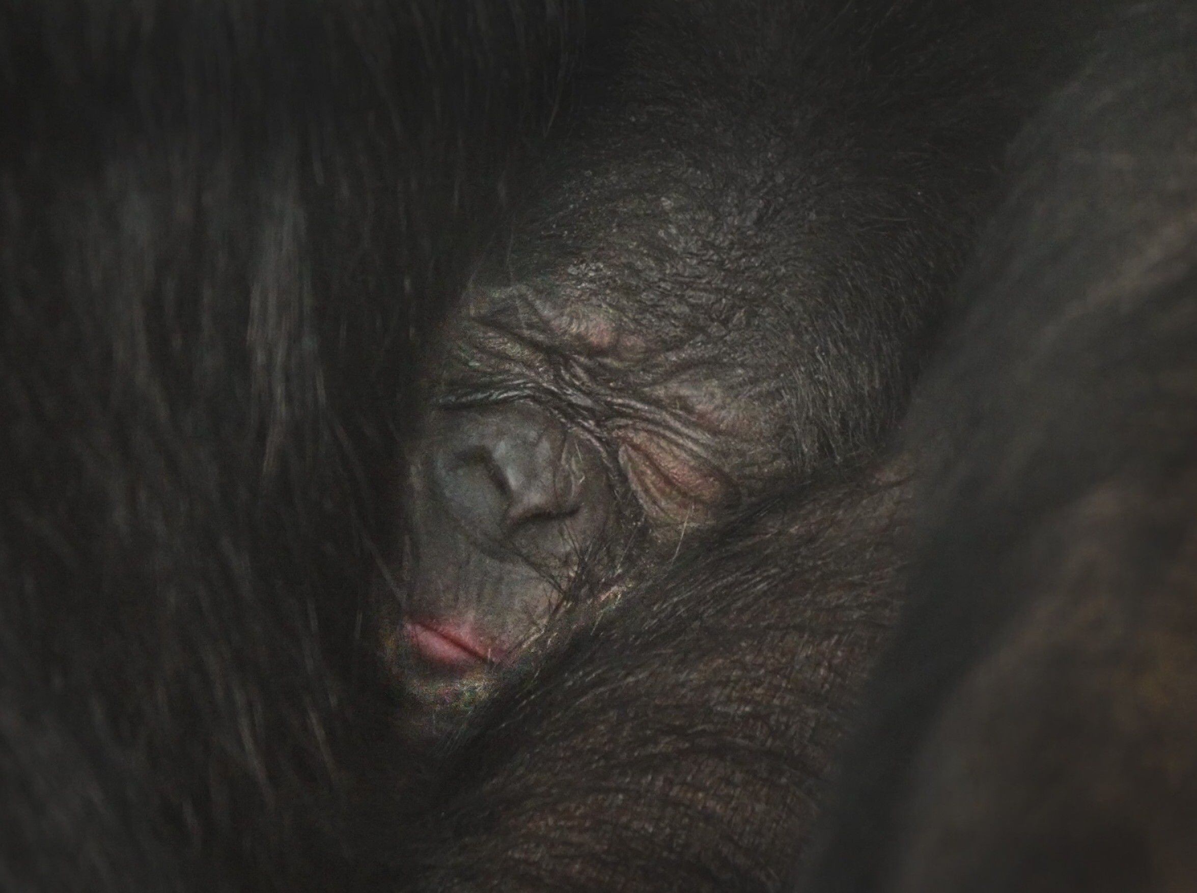Twycross Zoo welcomes baby bonobo
