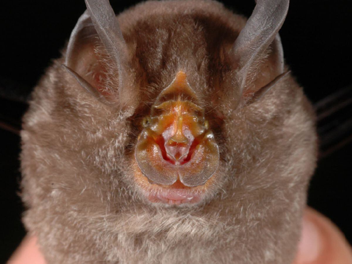 origins-of-virus-responsible-for-covid-19-traced-to-horseshoe-bats