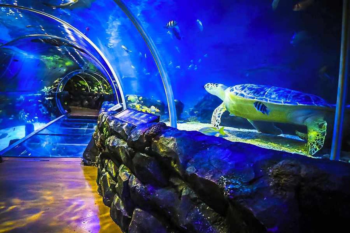 What it's like to work at Birmingham's Sea Life Centre | Express & Star