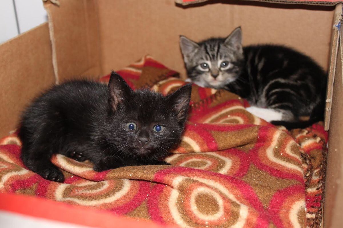 Five kittens rescued from skip about to be crushed in West Bromwich ...